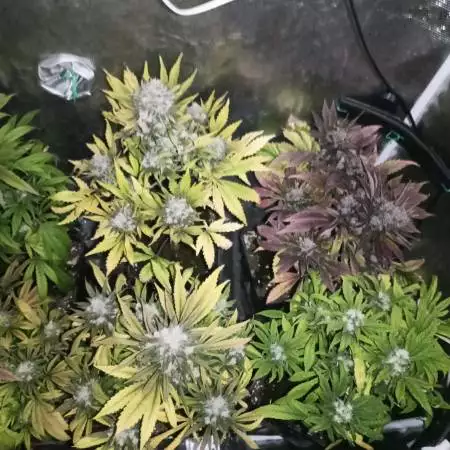 purple punch