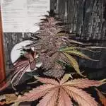 RQS watermelon