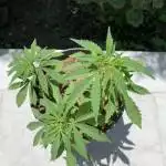 Organic Outdoor Grow