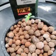 H A A R L E M M E R S T R A A T  102