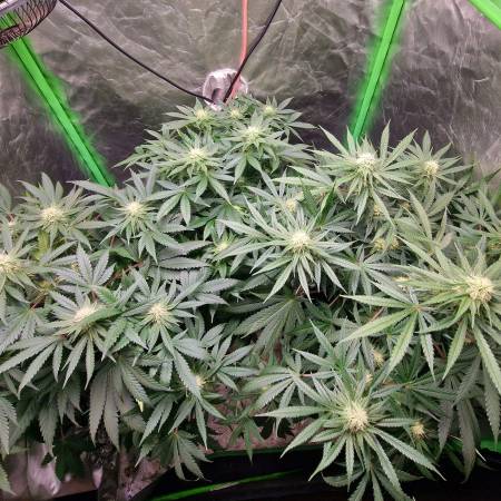 Garden of Green Blue Dream Photoperiod