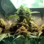 adventures in bag seed