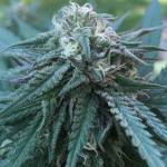 First grow: Special queen 1