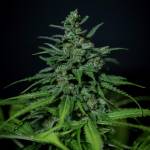 Gorilla Glue - Growers Choice Seeds