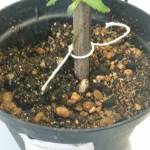 Outdoor secret grow