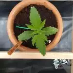 First time grow