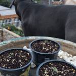 My First Auto Grow - South Africa 