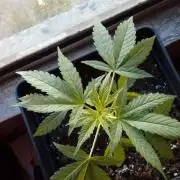 My Northern Light