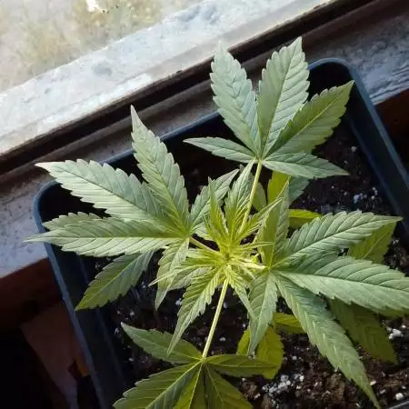 My Northern Light