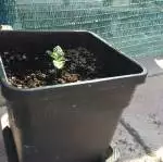 ThinkGreen's favourite "Black Babushka"