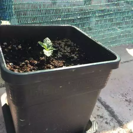 ThinkGreen's favourite "Black Babushka"