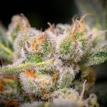 S04: Gorilla Zkittlez aka Space Cowboy