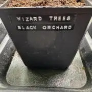 Black Orchard