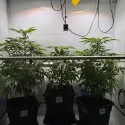 Alaskan Ice