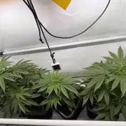 Alaskan Ice