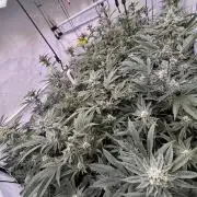 Zero Dosi