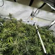Alaskan Ice