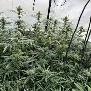 Alaskan Ice