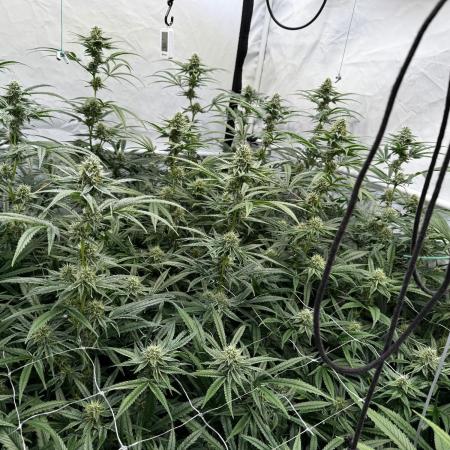 Alaskan Ice