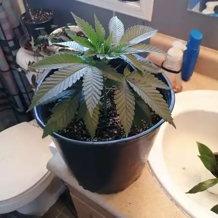 Bubba Kush