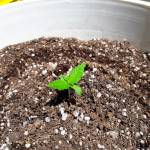 Think Different sun+400w HPS