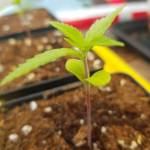 Frisian Dew Greenhouse Grow (No-Till)
