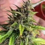 1st attempt in a minute 