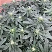 WSE - Sour Diesel
