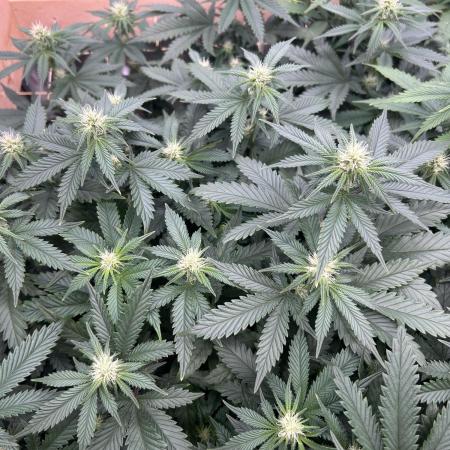 WSE - Sour Diesel