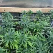 RQS - Tropicana Cookies Purple