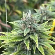 WSE - NYC Diesel