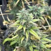 RQS - Tropicana Cookies Purple