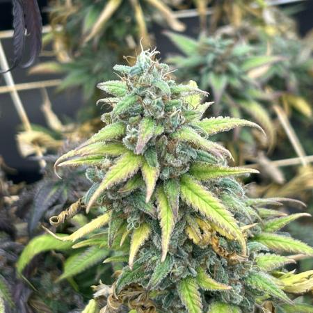 RQS - Tropicana Cookies Purple