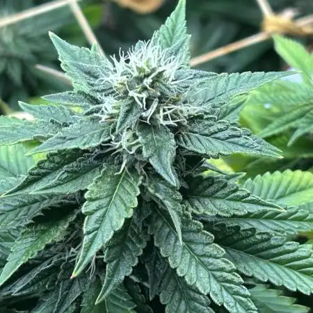 RQS - Dynamite Diesel