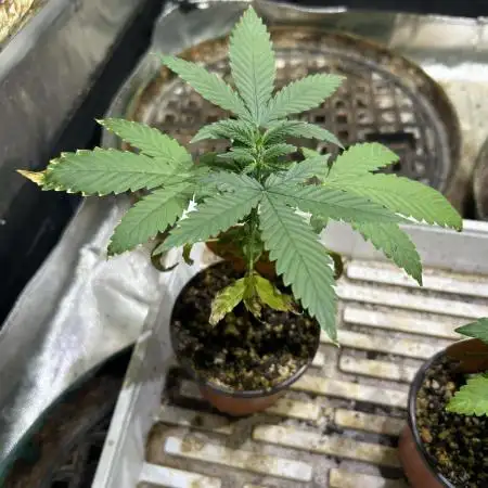OSS - Do-Si-Dos OG