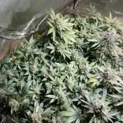 gDogScrog - Super Lemon Haze