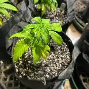 OSS - Papaya Stank
