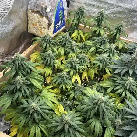 Kannabia - Rainbow Sherbet #11