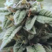 BF - Super Boof