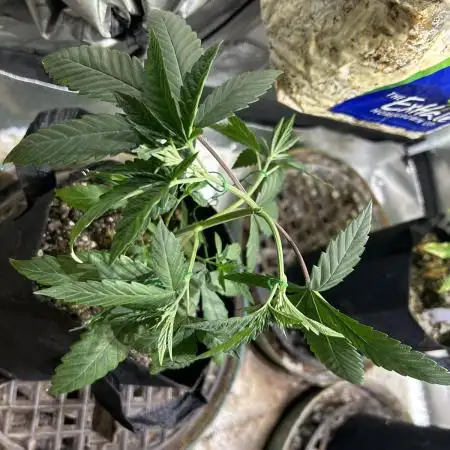 Rainbow Sherbet #11