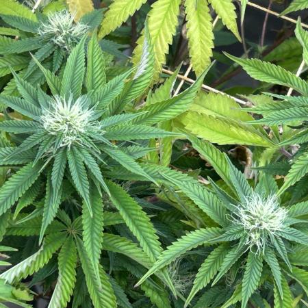 RQS - Punch Pie