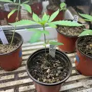 RQS - Tropicana Cookies Purple