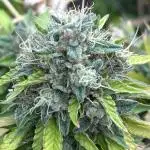 RQS - Punch Pie