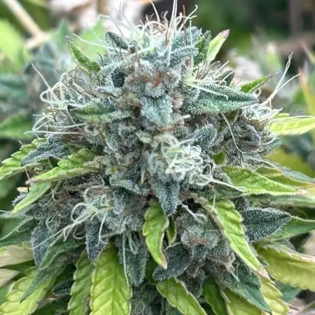 RQS - Punch Pie