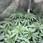Zamnesia - Granddaddy Purple