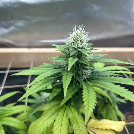 Zamnesia - Bubba Kush