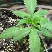 BF - Black Cherry Gushers