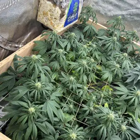 Kannabia - Rainbow Sherbet #11