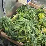 Zamnesia - Bubba Kush
