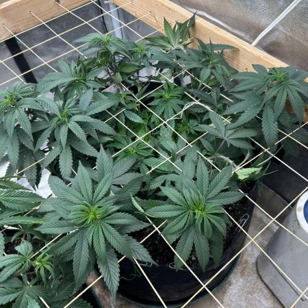 Kannabia - Apple Fritter